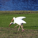 Ibis stalkers